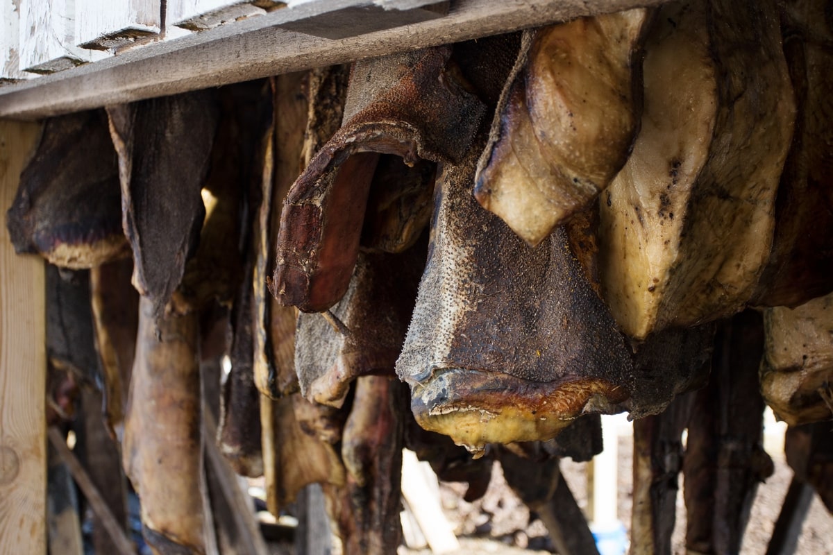 hakarl fermented shark iceland