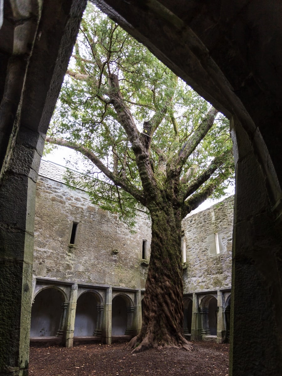 Ruins of Ireland: Muckross Abbey