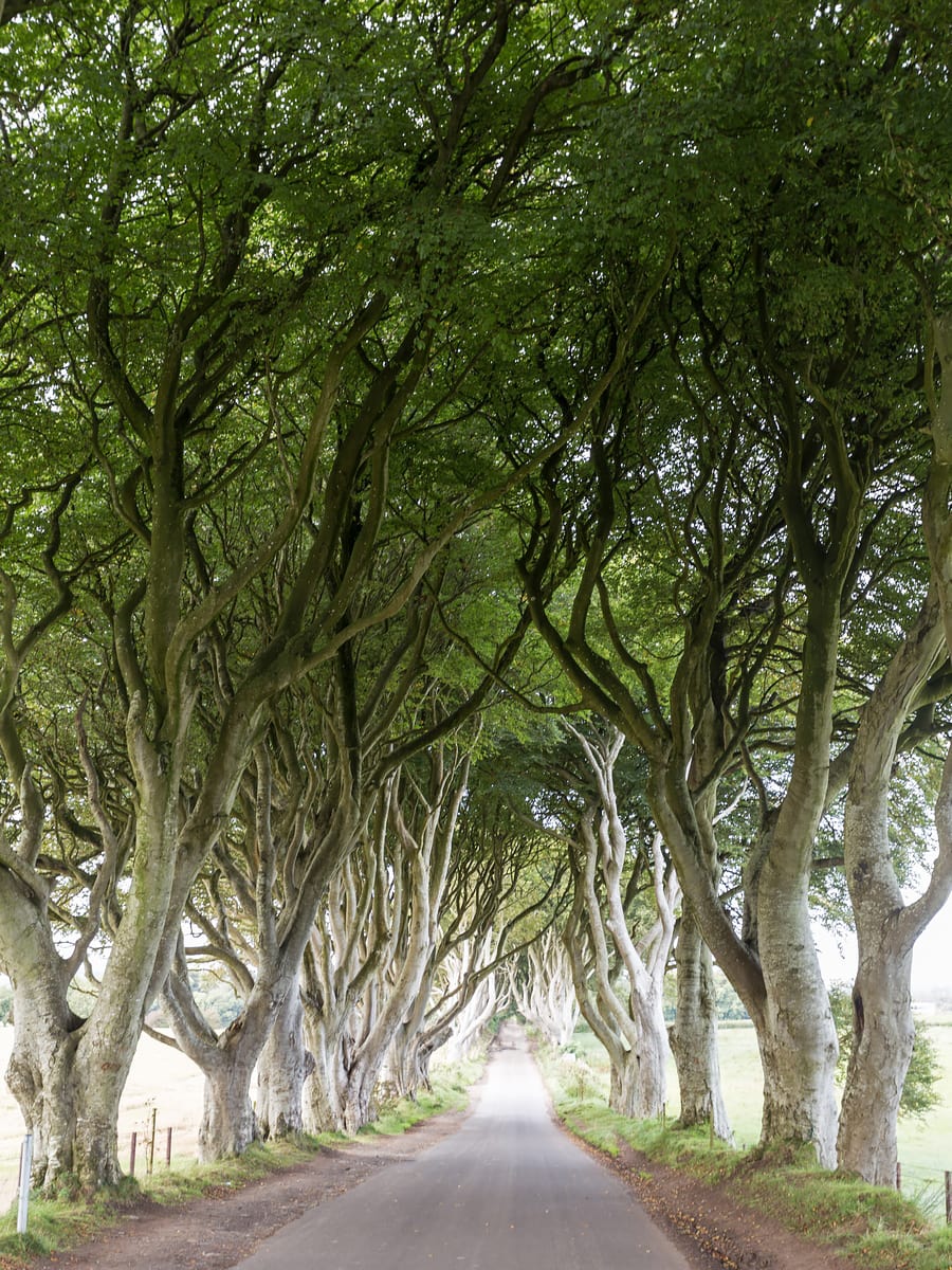 the dark hedges northern ireland itinerary