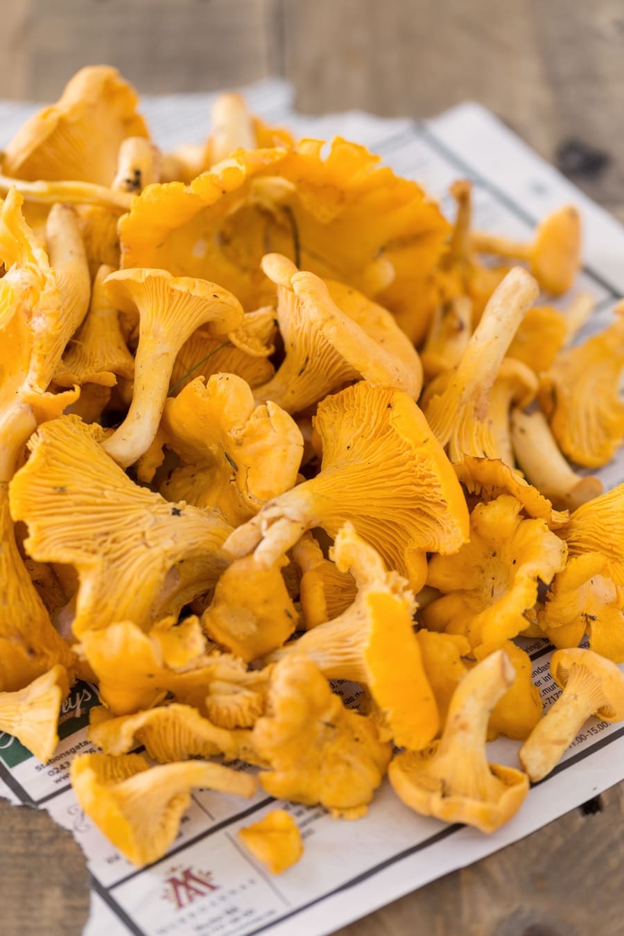 Freshly harvested chanterelles on a newspaper.